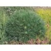 Bjergfyr 'Varella' Pinus Mugo 'Varella'(dværgform) Potte 2,0 Liter,- 25-30 Cm. -Osmoz Naturens Butik p4667 3459 pinus mugo varella 5da3