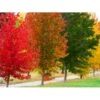 Virginsk Ambratræ Liquidambar Styaciflua Med Klump,- 150-175 Cm. -Osmoz Naturens Butik p4670 21531 liquidambar styaciflua c12f