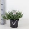 Krybende Enebær 'Blue Chip' Juniperus Horizontalis 'Blue Chip' Potte 3,0 Liter,- 25-30 Cm. -Osmoz Naturens Butik p4688 33841 juniperus horizontalis blue chip a257