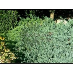 Krybende Enebær 'Blue Chip' Juniperus Horizontalis 'Blue Chip' Potte 3,0 Liter,- 25-30 Cm. -Osmoz Naturens Butik p4688 3476 juniperus horizontalis blue chip ab80