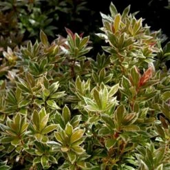 Pieris 'Little Heath' Pieris Japonica 'Little Heath' 2 Liter Potte -Osmoz Naturens Butik p4695 50824 pieris japonica little heath 5157