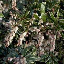 Pieris 'Little Heath' Pieris Japonica 'Little Heath' 2 Liter Potte -Osmoz Naturens Butik p4695 50825 pieris japonica little heath 73aa