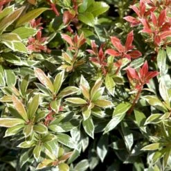 Pieris 'Little Heath' Pieris Japonica 'Little Heath' 2 Liter Potte -Osmoz Naturens Butik p4695 50826 pieris japonica little heath 125b