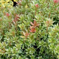 Pieris 'Little Heath' Pieris Japonica 'Little Heath' 2 Liter Potte -Osmoz Naturens Butik p4695 50827 pieris japonica little heath 1e15