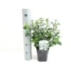 Vinter-snebolle Viburnum Tinus Potte 2,0 Liter,- 25-30 Cm. -Osmoz Naturens Butik p4699 38470 image 8220