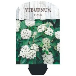 Vinter-snebolle Viburnum Tinus Potte 2,0 Liter,- 25-30 Cm. -Osmoz Naturens Butik p4699 38471 image 3fff
