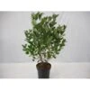 Blommebladet Surbær 'Viking' Aronia Prunifolia 'Viking' Potte 12 Liter,- 60-80 Cm. -Osmoz Naturens Butik p4701 34233 aronia prunifolia viking ab2a