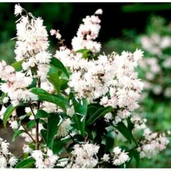 Stor Stjernetop 'Plena' Deutzia Scabra 'Plena' Potte 6,5 Liter 60-80 Cm. -Osmoz Naturens Butik p4823 37524 deutzia scabra plena ff60