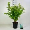 Stor Stjernetop 'Plena' Deutzia Scabra 'Plena' Potte 6,5 Liter 60-80 Cm. -Osmoz Naturens Butik p4823 42332 deutzia scabra plena 6701