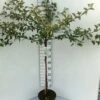 Japansk Paradisæble 'Tina' Malus Toringo 'Tina' Opstammet 80 Cm. 7,5 Liter Potte -Osmoz Naturens Butik p4825 14530 malus toringo tina 4a80