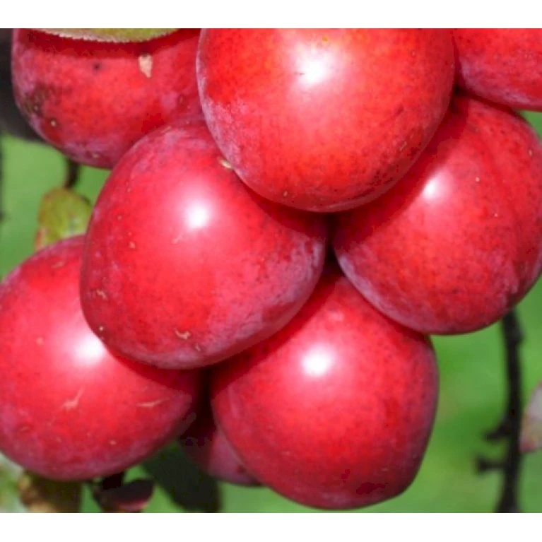 Storfrugtet Blodblomme 'Trailblazer' Prunus Cerasifera 'Trailblazer' Solitær Busk 150-200 Cm. - Med Klump 3 Storfrugtet Blodblomme 'Trailblazer' Prunus Cerasifera 'Trailblazer' Solitær Busk 150-200 Cm. - Med Klump