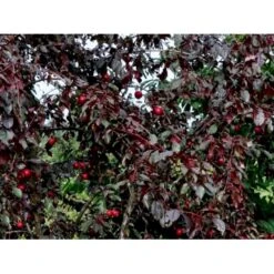 Storfrugtet Blodblomme 'Trailblazer' Prunus Cerasifera 'Trailblazer' Solitær Busk 150-200 Cm. - Med Klump 8 Storfrugtet Blodblomme 'Trailblazer' Prunus Cerasifera 'Trailblazer' Solitær Busk 150-200 Cm. - Med Klump -Osmoz Naturens Butik p4826 36711 prunus cerasifera trailblazer 1edf