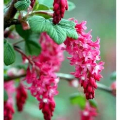 Blodribs 'King Edward VII' Ribes Sanguineum 'King Edward Vii' Potte 12 Liter,- 100-125 Cm. -Osmoz Naturens Butik p4829 37465 ribes sanguineum king edward vii d5fb