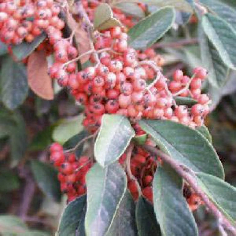 Cotoneaster Cotoneaster Lacteus Opstammet 120 Cm. 7,5 Liter Potte 5 Cotoneaster Cotoneaster Lacteus Opstammet 120 Cm. 7,5 Liter Potte - Billede 3