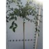Cotoneaster Cotoneaster Lacteus Opstammet 120 Cm. 7,5 Liter Potte -Osmoz Naturens Butik p4841 45619 cotoneaster lacteus bd3a