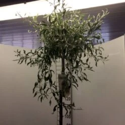 Pilebladet Pære Pyrus Salicifolia 'Pendula' Opstammet 180 Cm. 15 Liter Potte,- 2 års Krone