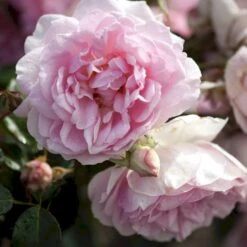 'Elysée'™ Rosa X 'Elysée'™ (Slotsrose) A-Kvalitet,- Barrods Roser Min. 3 Grene