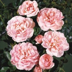 'Elysée'™ Rosa X 'Elysée'™ (Slotsrose) A-Kvalitet,- Barrods Roser Min. 3 Grene -Osmoz Naturens Butik p4855 51783 rosa x elysee slotsrose 37da