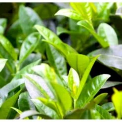 Mini Kirsebærlaurbær Prunus Laurocerasus 'Gajo' Med Klump,- 30-40 Cm. -Osmoz Naturens Butik p4904 42394 prunus laurocerasus gajo b89c