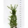 Busk-kaprifolie Lonicera Fragrantissima Potte 10 Liter,- 60-80 Cm. -Osmoz Naturens Butik p4907 42132 lonicera fragrantissima 5fe0