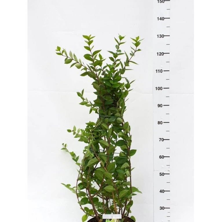 Busk-kaprifolie Lonicera Fragrantissima Potte 10 Liter,- 60-80 Cm. 3 Busk-kaprifolie Lonicera Fragrantissima Potte 10 Liter,- 60-80 Cm.