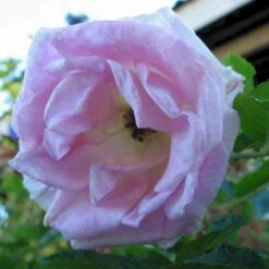 Rynket Rose 'Ritausma' Rosa Rugosa 'Ritausma' A-Kvalitet,- Barrods Roser Min. 3 Grene