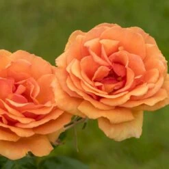 'Ashram'® Rosa X 'Ashram'® (Storblomstrende) A-Kvalitet,- Barrods Roser Min. 3 Grene -Osmoz Naturens Butik p4922 53959 rosa x ashram storblomstrende dbd6