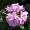 Rynket Rose 'Jens Munk' Rosa Rugosa 'Jens Munk' A-Kvalitet,- Barrods Roser Min. 3 Grene -Osmoz Naturens Butik p4939 52273 rosa rugosa jens munk ffb3