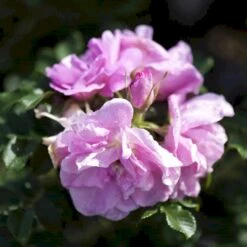 Rynket Rose 'Jens Munk' Rosa Rugosa 'Jens Munk' A-Kvalitet,- Barrods Roser Min. 3 Grene