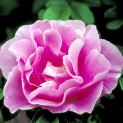 Rynket Rose 'Jens Munk' Rosa Rugosa 'Jens Munk' A-Kvalitet,- Barrods Roser Min. 3 Grene -Osmoz Naturens Butik p4939 52274 rosa rugosa jens munk 13ac