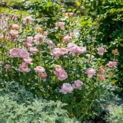 'Queen Of Sweden' Rosa X 'Queen Of Sweden' (Engelsk Rose) A-Kvalitet,- Barrods Roser Min. 3 Grene -Osmoz Naturens Butik p4943 53103 rosa x queen of sweden engelsk rose 740a