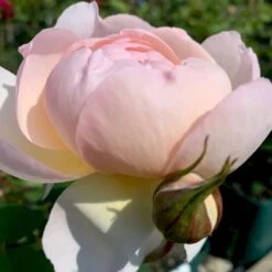 'Queen Of Sweden' Rosa X 'Queen Of Sweden' (Engelsk Rose) A-Kvalitet,- Barrods Roser Min. 3 Grene -Osmoz Naturens Butik p4943 53106 rosa x queen of sweden engelsk rose 4056