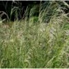 Mosebunke 'Goldtau' Deschampsia Cespitosa 'Goldtau' 1 Liter Potte -Osmoz Naturens Butik p4945 37912 deschampsia cespitosa goldtau 43c4