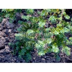 Dværg Stentaks 'Blue Gem' Podocarpus Lawrencii 'Blue Gem' Potte 3,0 Liter,- 20-25 Cm. -Osmoz Naturens Butik p4957 3673 podocarpus lawrencii blue gem 9766