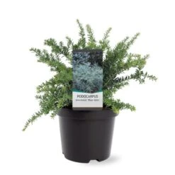 Dværg Stentaks 'Blue Gem' Podocarpus Lawrencii 'Blue Gem' Potte 3,0 Liter,- 20-25 Cm.