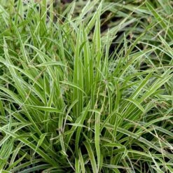 Star 'Ice Dance' Carex Morrowii 'Ice Dance' 1 Liter Potte -Osmoz Naturens Butik p4966 50897 carex morrowii ice dance c583