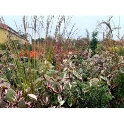 Pibegræs 'Transparent' Molinia Arundinacea 'Transparent' 1 Liter Potte -Osmoz Naturens Butik p4972 38561 molinia arundinacea transparant c3f3