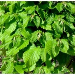 Avnbøg Carpinus Betulus Heister 175-200 Cm. Med Potte