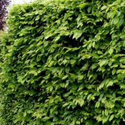 Avnbøg Carpinus Betulus Barrods,- 3 års (1/2) 50-80 Cm. -Osmoz Naturens Butik p499 54130 carpinus betulus aaad