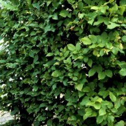 Avnbøg Carpinus Betulus Barrods,- 3 års (1/2) 50-80 Cm. -Osmoz Naturens Butik p499 54131 carpinus betulus 3ed8