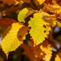 Avnbøg Carpinus Betulus Barrods,- 3 års (1/2) 50-80 Cm. -Osmoz Naturens Butik p499 54132 carpinus betulus a442