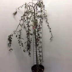 Rødbladet Paradisæble Malus Hybrid 'Royal Beauty' Opstammet 90 Cm. 7,5 Liter Potte