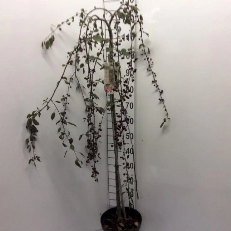 Rødbladet Paradisæble Malus Hybrid 'Royal Beauty' Opstammet 90 Cm. 7,5 Liter Potte 3 Rødbladet Paradisæble Malus Hybrid 'Royal Beauty' Opstammet 90 Cm. 7,5 Liter Potte