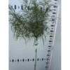 Fligbladet Tørstetræ Rhamnus Frangula 'Asplenifola' Opstammet 80 Cm. Med Potte -Osmoz Naturens Butik p5021 45677 rhamnus frangula asplenifola c950