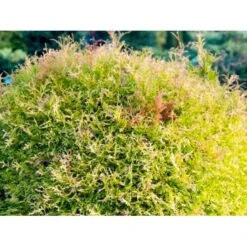 Thuja 'Rheingold' Thuja Occidentalis 'Rheingold' Potte 3,0 Liter,- 25-30 Cm. 12 Thuja 'Rheingold' Thuja Occidentalis 'Rheingold' Potte 3,0 Liter,- 25-30 Cm. -Osmoz Naturens Butik p5029 54755 thuja occidentalis rheingold dvaergform 72f7