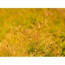 Thuja 'Rheingold' Thuja Occidentalis 'Rheingold' Potte 3,0 Liter,- 25-30 Cm. 13 Thuja 'Rheingold' Thuja Occidentalis 'Rheingold' Potte 3,0 Liter,- 25-30 Cm. -Osmoz Naturens Butik p5029 54756 thuja occidentalis rheingold dvaergform bea6