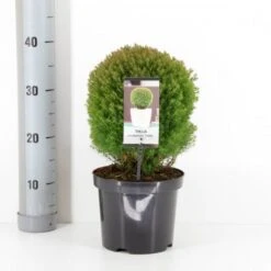 Almindelig Thuja 'Teddy' Thuja Occidentalis 'Teddy' (dværgform) Potte 3,0 Liter,- 20-25 Cm.