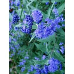 Blåskæg 'Kew Blue' Caryopteris Clandonensis 'Kew Blue' Potte 4,0 Liter,- 30-40 Cm. -Osmoz Naturens Butik p504 7758 caryopteris clandonensis kew blue c925