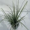 Star 'Everest' Carex Oshimensis 'Everest' 1 Liter Potte