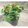 Perikon 'Miracle Attraction' Hypericum Inodorum 'Miracle Attraction' 3,5 Liter Potte -Osmoz Naturens Butik p5123 3785 hypericum inodorum miracle attraction 66ee
